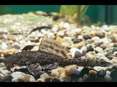 Fish disease case nr. 349 Plecostomus catfish with damaged gills, gill flukes bacterial infection | Gerald Bassleer
