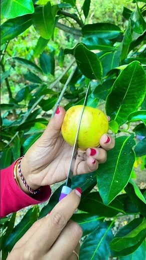 Jambu getas merah #jambugetasmerah