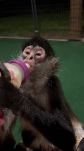 Night night friends!! Bear was pouting in the bedroom & finally came outside. He wanted to be a little dramatic tonight lol. #goodnight | Our Life Adventures