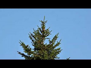 Crossbills - Birds That Have Evolved To Eat Cones Of Coniferous Trees