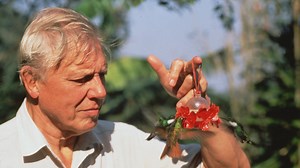 The Life of Birds | Netflix