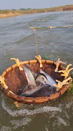 Unbelievable bamboo basket trap fishing video #fish #fishing #trap | Fisherman Animal Lover-Original