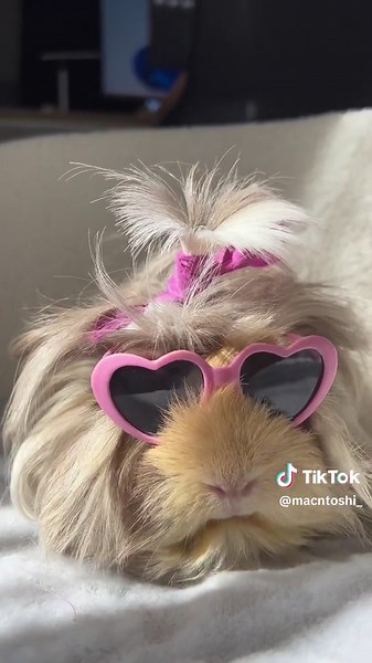 Stylish Guinea Pig Clothing Trends | Cute & Funny Pet Videos