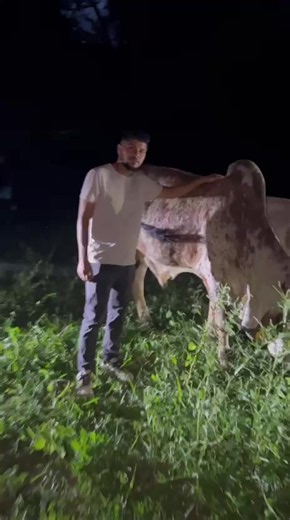 @Chumpe100🇸🇻🦃🦃💚 Le voy a prestar el toro a mi papá para que mejore la ganadería de él #usa🇺🇸 #paratiiiiiiiiiiiiiiiiiiiiiiiiiiiiiii #everyone #elsalvador🇸🇻