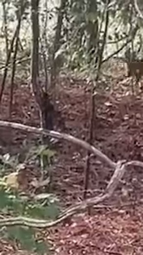 92K views · 971 reactions | More than two dozen escaped monkeys have been recaptured after 43 escaped from a research facility in South Carolina. Nearly 20 of the animals are still at large. | USA TODAY | Facebook