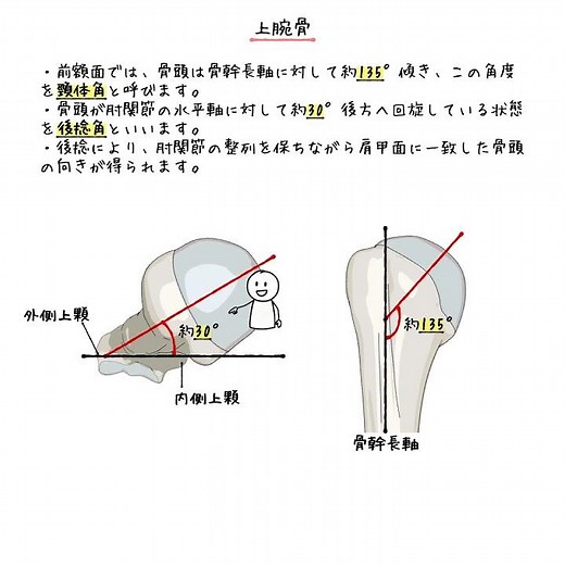 上腕骨上部の基礎