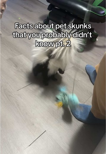 Dyeing Your Skunk's Tail Pink for Valentine's Day