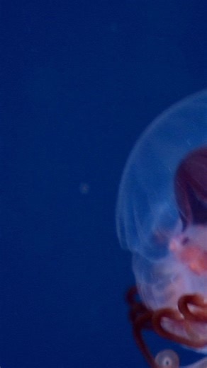 Meet the deep-sea crown jelly. 👑 This regal resident of the midnight zone has unique adaptations to survive where food is scarce and predators are plentiful. The deep-sea crown jelly (Atolla sp.) is one of the most common jellies in the ocean’s depths. Most have a distinctive elongated tentacle that can be up to six times the diameter of the jelly’s bell. Scientists suspect that characteristic trailing tentacle helps this jelly capture food. As a hungry Atolla pulses along, that long tentacle s