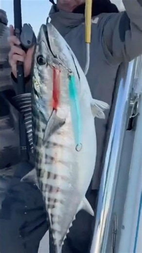 Huge Bonito Frenzy Offshore Ensenada on Stoked On Fishing | Friedman Adventures