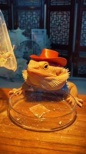 Bearded Dragons' Healthy Diet Explained