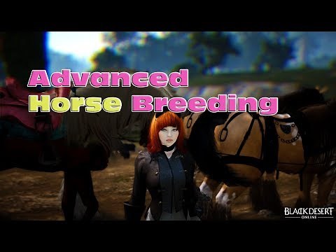BDO Advanced Horse Breeding - Tips & Tricks