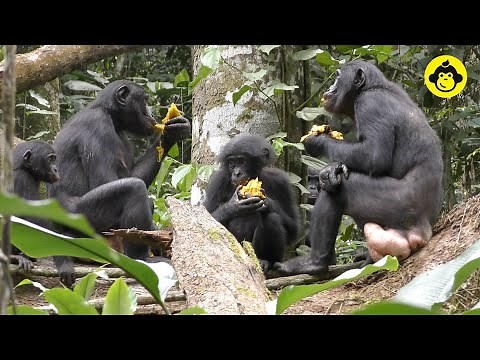 Peaceful food sharing among wild bonobos!【Observations of Bonobos #100】