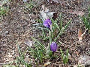 What Signs of Spring do you See?