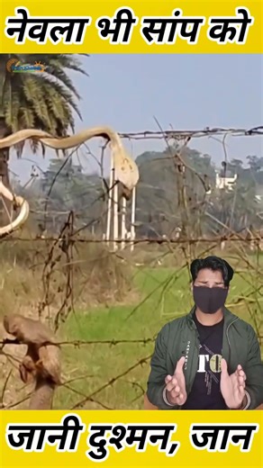 A known enemy caught on camera, a cobra climbed on barbed wire to save its life #snake #aajkataza...