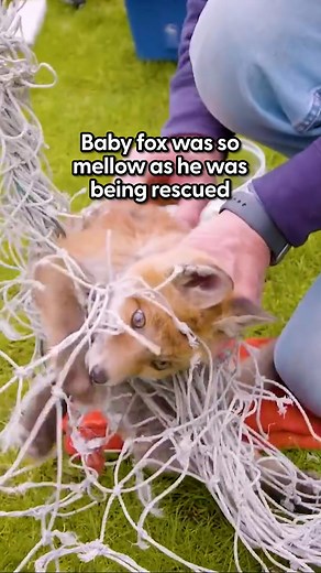 The Dodo | Watch him meet his new family in rehab — and all go back to the wild together ❤️‍🩹 Keep up with more rescues from @wildlifeaid | Instagram