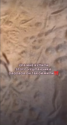 Очарование тушканчика: Удивительные моменты