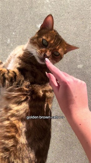 #cats #bengalcats #catlife #beautifulcat #catsoftikok