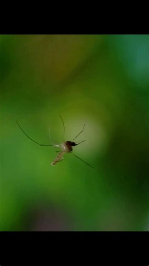 How Do Mosquitoes Survive Heavy Rain? Find Out Here.