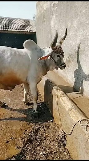 35K views · 13K reactions | #farmer #farming #thefarm #ox #village #viral #instagram | Jay Murlidhar Farm | Facebook