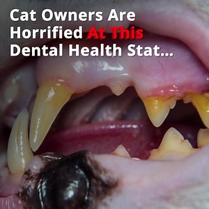 311 reactions · 124 shares | Cat owners are horrified after watching this video How are cat owners fighting back against gum issues? Click 'Learn More' now! | PetLab Co. | Facebook