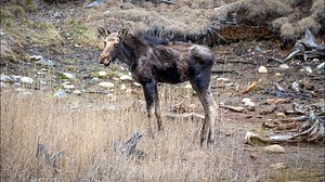 Winter ticks are a growing threat to moose calves in Maine