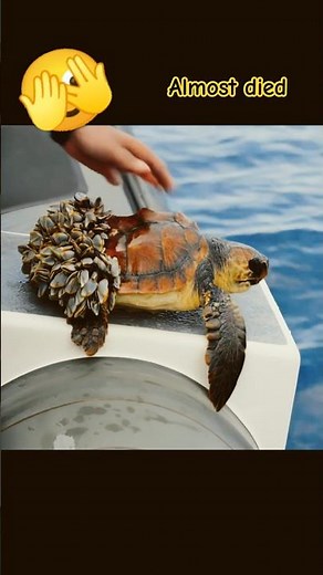 Sea Turtle Barnacle Removal – You Won’t Believe What Happened!😱 Unbelievable Rescue!