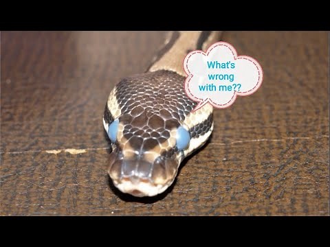My ball pythons eyes are blue please help!! Snake shedding advice