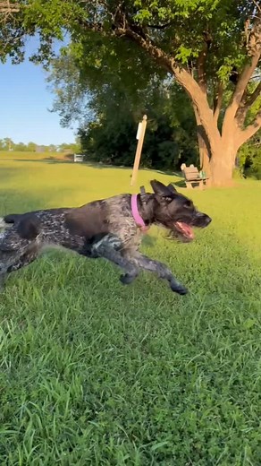 What breed of bird dog had the best jumping ability you’ve ever seen? Rye Vom line creek is today’s #birddogoftheday! She is a 2 year old drahthaar from Kansas. 📸@mcgahjadon40 @muddybottomgundogs . . . . #huntingdog #upland #beardeddog #draht #drahthaar #deutschdrahthaar#versatiledog #vdd #jump #dockdog | Bird Dog of the Day
