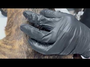 Intradermal ID Injection