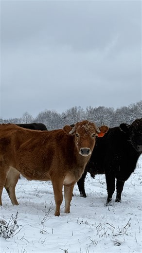 4 comments | Snow day at Foxhollow Farm ❄️ Our cattle on their open...