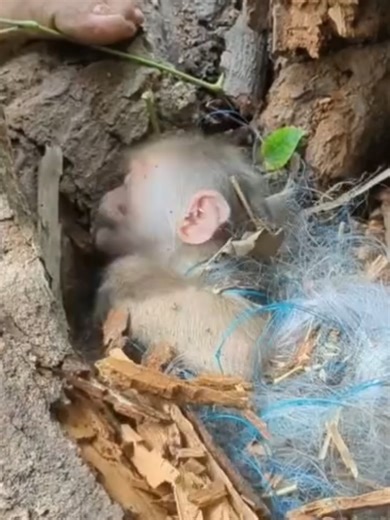 Mom on a Rescue Mission for Baby Monkey