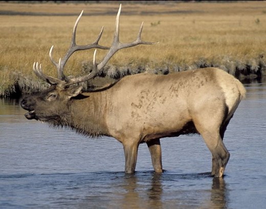 Elk Symbolism