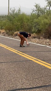 I saved not 1, but 3 desert tortoises out in gates pass today! They were in really bad spots on a windy road and I’m sure somebody woulda hit them if I didn’t carefully move them back into the desert. Please do not pick them up if you see them in the wild. And if you move them off the road, make sure you pick them up flat so you don’t empty their water reserves! They were all a hundred feet from eachother…makes me wonder if they escaped the desert museum 😂 #arizona #tucson #turtles #deserttorto