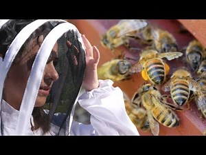 LE DÉCLIN DE L'ABEILLE NOIRE