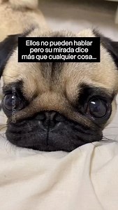 Tu pug confía en ti para que lo cuides, lo protejas y le des la vida plena que merece 💛 La mayoría de los problemas de salud en pugs se pueden prevenir si sabes cómo. Y por eso creamos la Guía de Cuidados del Pug, pensada para dueños principiantes y avanzados que quieren dar lo mejor a su compañero. 📘 Dentro encontrarás consejos prácticos, tips veterinarios y todo lo que necesitas para que tu pug viva más sano y feliz. 💬 Comenta CUIDADOS y te envío la guía por mensaje privado, tu pugcito la v