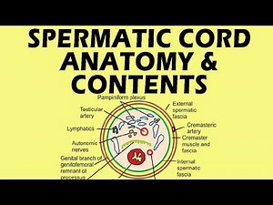 Spermatic Cord Anatomy | Spermatic Cord Contents | Contents of Spermatic Cord #anatomy #medicine