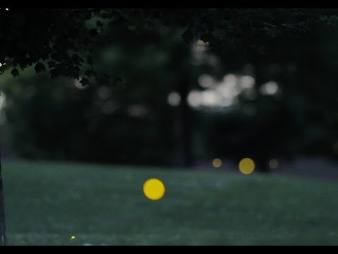 How do fireflies glow? - ACS Headline Science