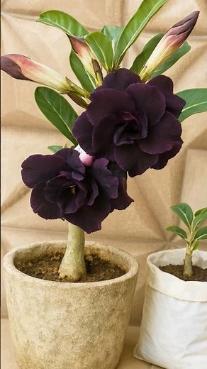 Adenium hybrid flowers plants √ beautiful home Gardening flowers plant