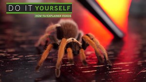 44 reactions · 36 shares | Be sure you're subscribed so you dont miss the next episode of Tarantula Tuesday! https://www.youtube.com/the_tarantula_collective | The Tarantula Collective | Facebook