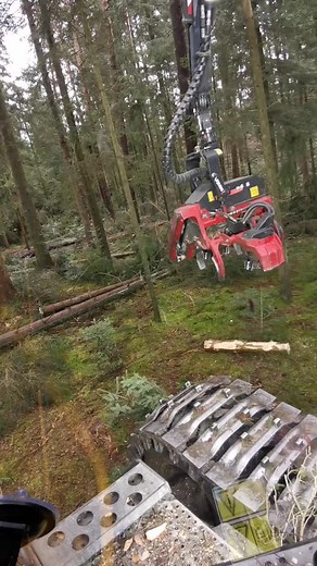 Tree Cutting Machine in Action: Forestry Technology
