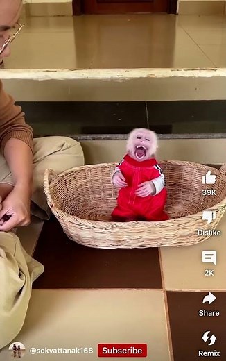 Baby monkey Pav Pav has temper tantrum because mom won’t hold him. 🙈😩😂 #funnyshorts