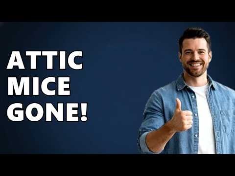 How Do I Get Rid of Mice in the Attic?