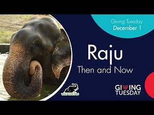 Once hopeless, Raju’s spirit has soared