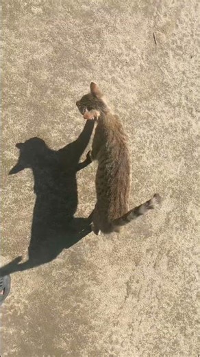 Camouflage cat Cute and Adorable #cat #catvideos #catwalk #shortsfeed