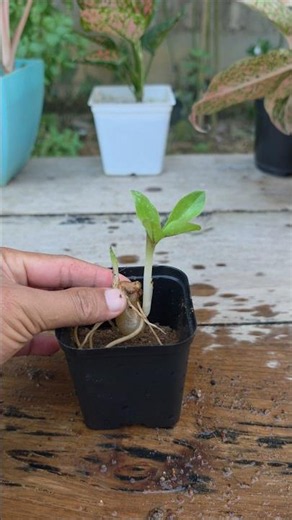 Zz Plant Propagation and care🌱#zzplant #gardening #garden #plants