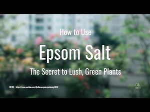 How to Use Epsom Salt | Does Epsom salt really help plants grow? Watch this experiment!" |