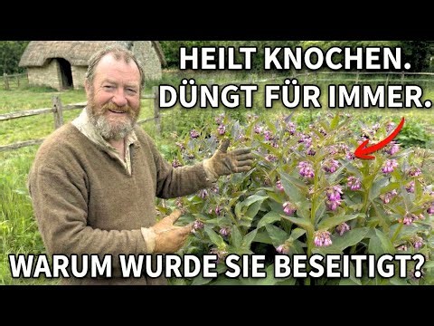 This medieval plant healed bones, why was it eliminated?