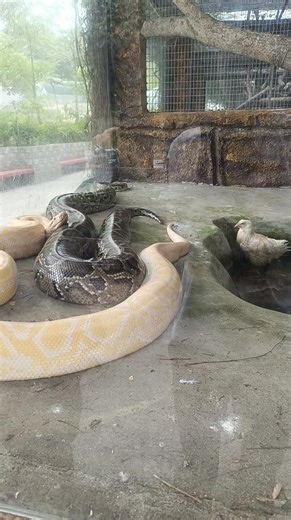 Python and chicken | Jolly Bautista