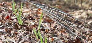 Using Leaves in the Vegetable Garden