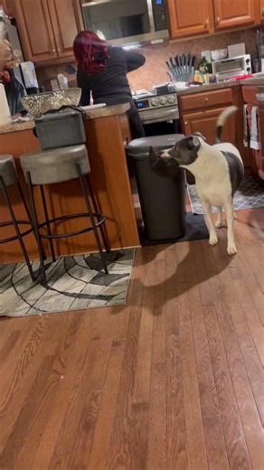 Infiniti out smarts Nea🤣🐶💪🏾💪🏾#puppy #funny #dogshorts #rap #pitbull